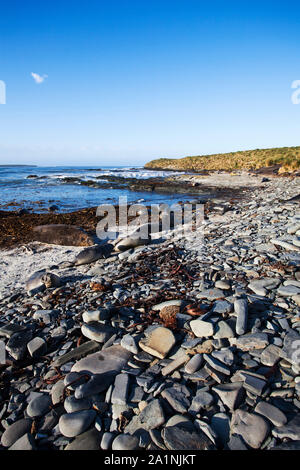 Südlicher See-Elefant Mirounga leonina leonina Gruppe am Ufer Elefant Ecke Sea Lion Island Falkland Inseln November 2015 ruhend Stockfoto