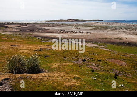 Blick nach Westen über den Strand mit Gentoo Pinguin Pygoscelis papua im Hintergrund und Marram gras Ammophila arenaria im Vordergrund Sea Lion ist Stockfoto