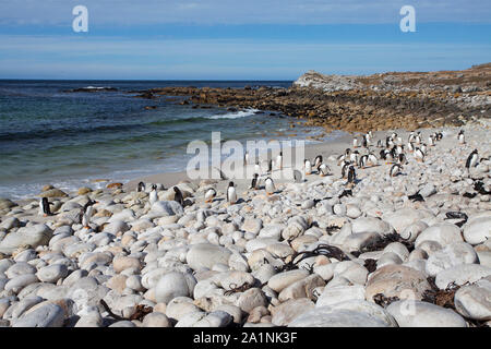 Gentoo Pinguin Pygoscelis papua Gruppe an Land auf felsigen Strand Pebble Island Falkland Inseln Britisches Überseegebiet Dezember 2016 kommen Stockfoto