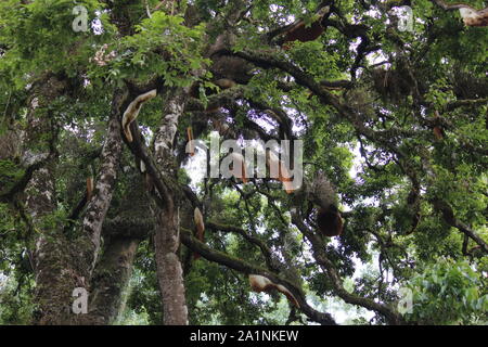 Freude am Schauen und Begreifen ist am schönsten Geschenk der Natur. Stockfoto
