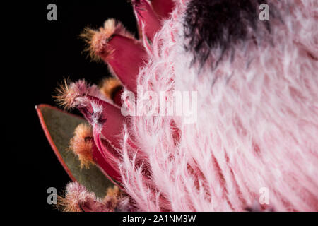 Königsprotea rosa Blume in voller Blüte Makro noch auf schwarzem Hintergrund Stockfoto