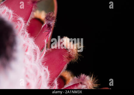 Königsprotea rosa Blume in voller Blüte Makro noch auf schwarzem Hintergrund Stockfoto