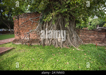 Buddha Kopf in Baumwurzeln, Wat Mahathat Ayutthaya in Thailand. Stockfoto