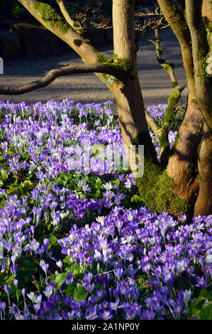 Teppich mit Blau/Lila/Weiß Krokusse wachsen rund um einen Baum in einer Grenze an RHS Garden Harlow Carr, Harrogate, Yorkshire. England, UK. Stockfoto