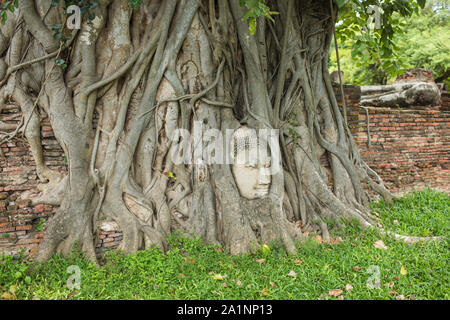 Buddha Kopf in Baumwurzeln, Wat Mahathat Ayutthaya in Thailand. Stockfoto