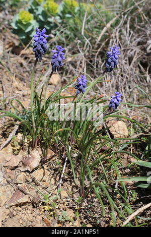 Muscari neglectum Stockfoto