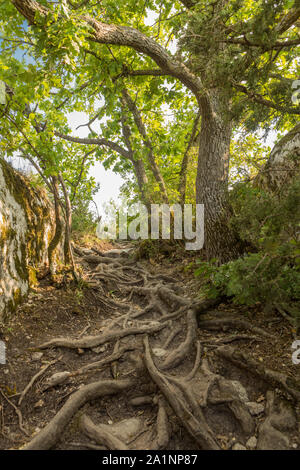 Die Wurzeln des Baumes, die auf dem Boden im Wald erschienen Stockfoto