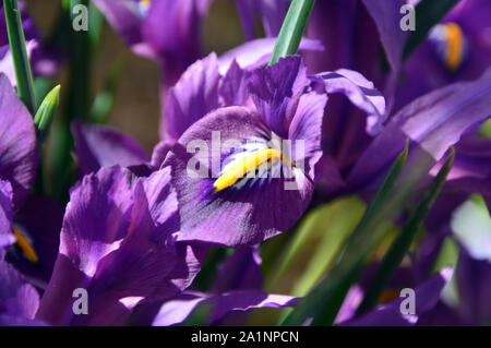 Iris reticulata Cent-Sational 'Blumen im Alpine House an RHS Garden Harlow Carr, Harrogate, Yorkshire gewachsen. England, UK. Stockfoto