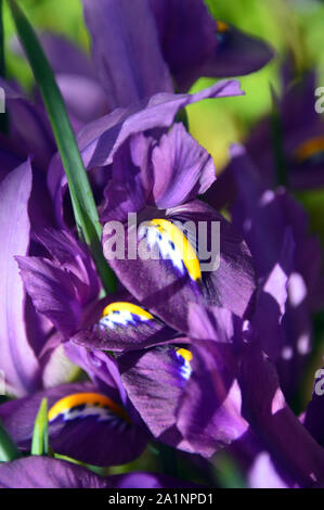 Iris reticulata Cent-Sational 'Blumen im Alpine House an RHS Garden Harlow Carr, Harrogate, Yorkshire gewachsen. England, UK. Stockfoto