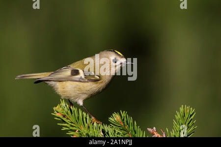 Goldwappen (Regulus regulus) auf Fichte sitzend Stockfoto