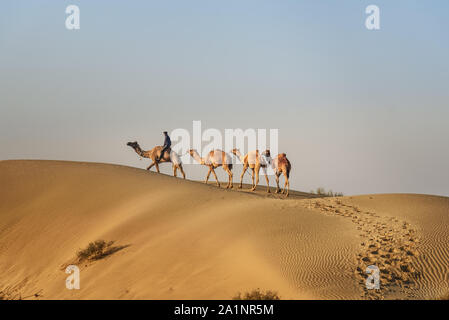 Jaisalmer, Indien - 15. Februar 2019: Indische Kameltreiber mit Kamelen in der Wüste Thar Stockfoto