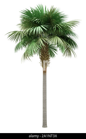 Sabal Palm Tree auf weißem Hintergrund. 3D-Darstellung Stockfoto