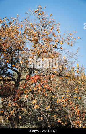 Persimone Baum (diospyros Kaki) mit reifen Früchten, späten Herbst Stockfoto