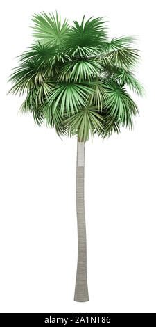 Sabal Palm Tree auf weißem Hintergrund. 3D-Darstellung Stockfoto