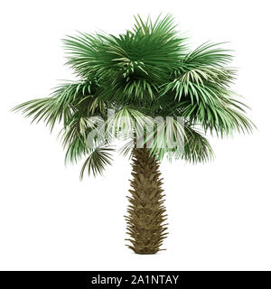 Sabal Palm Tree auf weißem Hintergrund. 3D-Darstellung Stockfoto