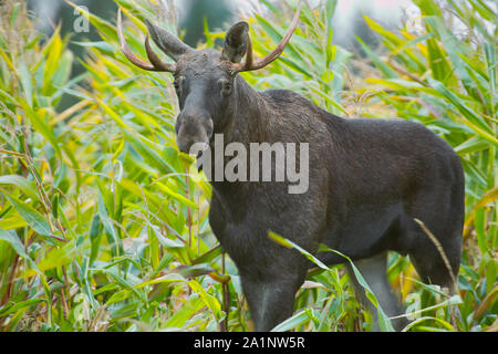 Porträt einer Eurasischen Stier (Alces alces) im Herbst in einem Maisfeld. September in Polen. Horizontale Ansicht. Stockfoto