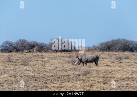 Ein einsamer enthornt Schwarzes Nashorn - Diceros bicornis occidentalis - Beweidung in Etosha National Park, Namibia. Schwarze Nashörner sind durch Wilderei stark bedroht. Die Hupe wird entfernt, um die WILDERER von der Tötung der Tiere zu stoppen. Stockfoto