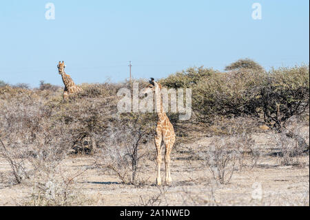 Zwei angolanischen Giraffen - Giraffa giraffa angolensis - Essen aus dem Gebüsch auf den Ebenen von Etosha Nationalpark in Namibia. Stockfoto