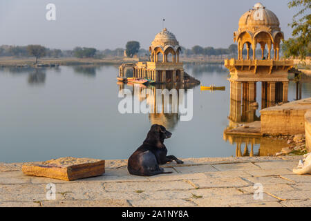 Hund auf Gadisar See am Morgen. Man-made Wasserbehälter mit Tempeln in Jaisalmer. Rajasthan. Indien Stockfoto