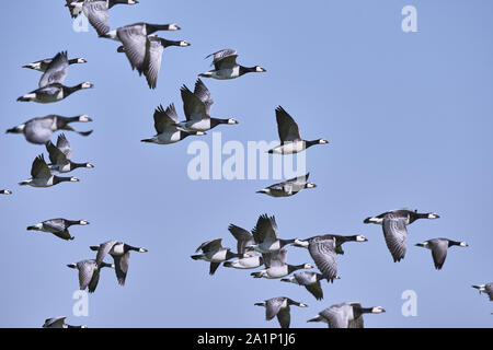 Eine Schar von Weißwangengänsen, die am blauen Himmel (Branta leucopsis) in Pilsum fliegen Stockfoto