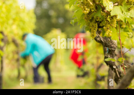 Astley, Worcestershire, Großbritannien. 28. September 2019. Freiwillige beginnen die jährlichen Weinlese bei Astley Weinberg in der Nähe von Stourport-on-Severn, Worcestershire. Eine der britischen Älteste und nördlichste Weinberge, das familiengeführte Astley Weinberg 1971 gegründet wurde und ist ein einzelner Immobilien. Seine Immobilien Abfüllanlage wird voraussichtlich rund 10.000 Flaschen zu produzieren. Die Freiwilligen sind derzeit die Ernte der Madeleine Angevine - eine nahezu UK exklusive Rebsorte. Peter Lopeman/Alamy leben Nachrichten Stockfoto