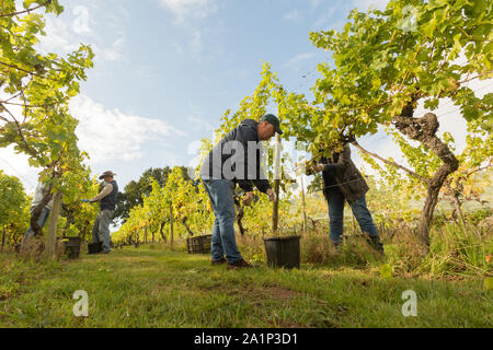 Astley, Worcestershire, Großbritannien. 28. September 2019. Freiwillige beginnen die jährlichen Weinlese bei Astley Weinberg in der Nähe von Stourport-on-Severn, Worcestershire. Eine der britischen Älteste und nördlichste Weinberge, das familiengeführte Astley Weinberg 1971 gegründet wurde und ist ein einzelner Immobilien. Seine Immobilien Abfüllanlage wird voraussichtlich rund 10.000 Flaschen zu produzieren. Die Freiwilligen sind derzeit die Ernte der Madeleine Angevine - eine nahezu UK exklusive Rebsorte. Peter Lopeman/Alamy leben Nachrichten Stockfoto