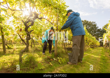 Astley, Worcestershire, Großbritannien. 28. September 2019. Freiwillige beginnen die jährlichen Weinlese bei Astley Weinberg in der Nähe von Stourport-on-Severn, Worcestershire. Eine der britischen Älteste und nördlichste Weinberge, das familiengeführte Astley Weinberg 1971 gegründet wurde und ist ein einzelner Immobilien. Seine Immobilien Abfüllanlage wird voraussichtlich rund 10.000 Flaschen zu produzieren. Die Freiwilligen sind derzeit die Ernte der Madeleine Angevine - eine nahezu UK exklusive Rebsorte. Peter Lopeman/Alamy leben Nachrichten Stockfoto