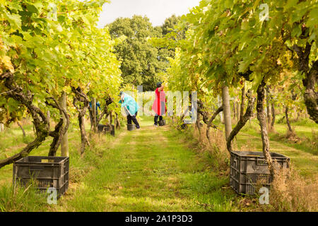 Astley, Worcestershire, Großbritannien. 28. September 2019. Freiwillige beginnen die jährlichen Weinlese bei Astley Weinberg in der Nähe von Stourport-on-Severn, Worcestershire. Eine der britischen Älteste und nördlichste Weinberge, das familiengeführte Astley Weinberg 1971 gegründet wurde und ist ein einzelner Immobilien. Seine Immobilien Abfüllanlage wird voraussichtlich rund 10.000 Flaschen zu produzieren. Die Freiwilligen sind derzeit die Ernte der Madeleine Angevine - eine nahezu UK exklusive Rebsorte. Peter Lopeman/Alamy leben Nachrichten Stockfoto