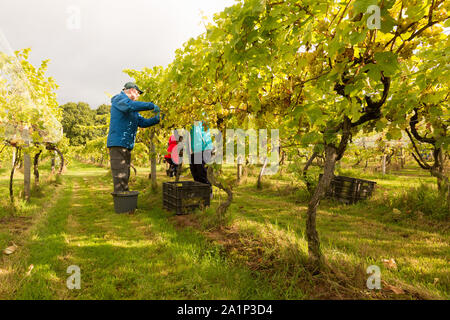 Astley, Worcestershire, Großbritannien. 28. September 2019. Freiwillige beginnen die jährlichen Weinlese bei Astley Weinberg in der Nähe von Stourport-on-Severn, Worcestershire. Eine der britischen Älteste und nördlichste Weinberge, das familiengeführte Astley Weinberg 1971 gegründet wurde und ist ein einzelner Immobilien. Seine Immobilien Abfüllanlage wird voraussichtlich rund 10.000 Flaschen zu produzieren. Die Freiwilligen sind derzeit die Ernte der Madeleine Angevine - eine nahezu UK exklusive Rebsorte. Peter Lopeman/Alamy leben Nachrichten Stockfoto