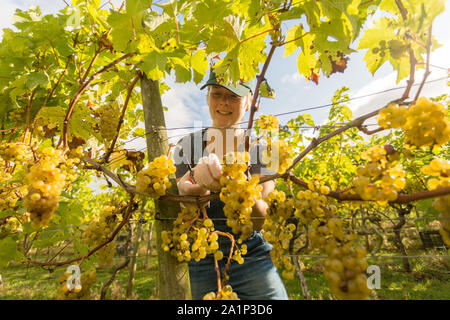 Astley, Worcestershire, Großbritannien. 28. September 2019. Freiwillige beginnen die jährlichen Weinlese bei Astley Weinberg in der Nähe von Stourport-on-Severn, Worcestershire. Eine der britischen Älteste und nördlichste Weinberge, das familiengeführte Astley Weinberg 1971 gegründet wurde und ist ein einzelner Immobilien. Seine Immobilien Abfüllanlage wird voraussichtlich rund 10.000 Flaschen zu produzieren. Freiwillige Daisy Haywood ist derzeit die Ernte der Madeleine Angevine - eine nahezu UK exklusive Rebsorte. Peter Lopeman/Alamy leben Nachrichten Stockfoto