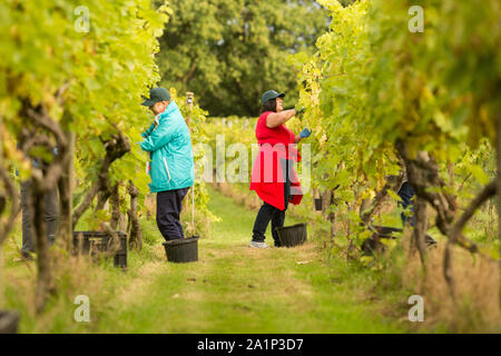 Astley, Worcestershire, Großbritannien. 28. September 2019. Freiwillige beginnen die jährlichen Weinlese bei Astley Weinberg in der Nähe von Stourport-on-Severn, Worcestershire. Eine der britischen Älteste und nördlichste Weinberge, das familiengeführte Astley Weinberg 1971 gegründet wurde und ist ein einzelner Immobilien. Seine Immobilien Abfüllanlage wird voraussichtlich rund 10.000 Flaschen zu produzieren. Die Freiwilligen sind derzeit die Ernte der Madeleine Angevine - eine nahezu UK exklusive Rebsorte. Peter Lopeman/Alamy leben Nachrichten Stockfoto