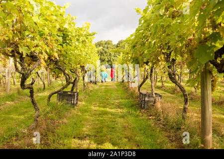 Astley, Worcestershire, Großbritannien. 28. September 2019. Freiwillige beginnen die jährlichen Weinlese bei Astley Weinberg in der Nähe von Stourport-on-Severn, Worcestershire. Eine der britischen Älteste und nördlichste Weinberge, das familiengeführte Astley Weinberg 1971 gegründet wurde und ist ein einzelner Immobilien. Seine Immobilien Abfüllanlage wird voraussichtlich rund 10.000 Flaschen zu produzieren. Die Freiwilligen sind derzeit die Ernte der Madeleine Angevine - eine nahezu UK exklusive Rebsorte. Peter Lopeman/Alamy leben Nachrichten Stockfoto