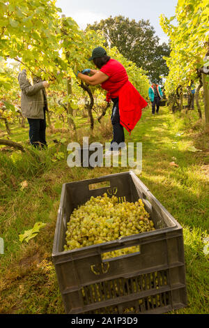 Astley, Worcestershire, Großbritannien. 28. September 2019. Freiwillige beginnen die jährlichen Weinlese bei Astley Weinberg in der Nähe von Stourport-on-Severn, Worcestershire. Eine der britischen Älteste und nördlichste Weinberge, das familiengeführte Astley Weinberg 1971 gegründet wurde und ist ein einzelner Immobilien. Seine Immobilien Abfüllanlage wird voraussichtlich rund 10.000 Flaschen zu produzieren. Die Freiwilligen sind derzeit die Ernte der Madeleine Angevine - eine nahezu UK exklusive Rebsorte. Peter Lopeman/Alamy leben Nachrichten Stockfoto