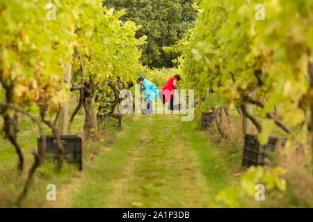 Astley, Worcestershire, Großbritannien. 28. September 2019. Freiwillige beginnen die jährlichen Weinlese bei Astley Weinberg in der Nähe von Stourport-on-Severn, Worcestershire. Eine der britischen Älteste und nördlichste Weinberge, das familiengeführte Astley Weinberg 1971 gegründet wurde und ist ein einzelner Immobilien. Seine Immobilien Abfüllanlage wird voraussichtlich rund 10.000 Flaschen zu produzieren. Die Freiwilligen sind derzeit die Ernte der Madeleine Angevine - eine nahezu UK exklusive Rebsorte. Peter Lopeman/Alamy leben Nachrichten Stockfoto