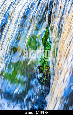Grüne Farne hinter einem Wasserfall Stockfoto