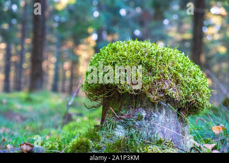 Alten Baumstumpf mit Moos auf der Oberseite in einem Wald Stockfoto