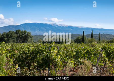 Provence Landschaft in der Nähe von Venasque, Carpentras, mit Weinberg, Zypressen, und Mont Ventoux im Hintergrund Stockfoto