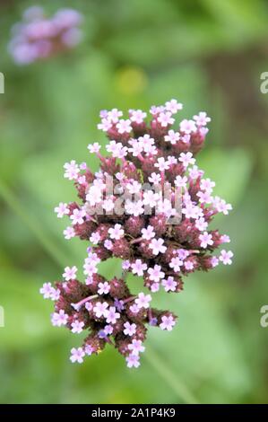 Gemeinsame eisenkraut Pflanzen blühen in einem Garten in Nijmegen in den Niederlanden Stockfoto