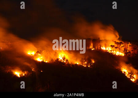 Umweltkatastrophe, Wald Brand Stockfoto