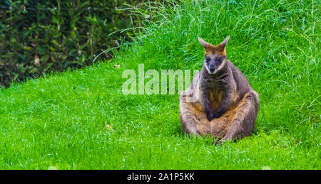 Swamp wallaby sitzt ein meditativer Haltung, beliebte Zoo Tierart Stockfoto