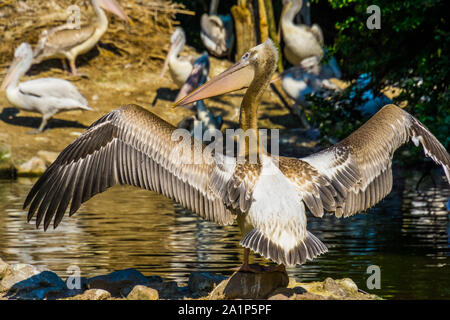 Nahaufnahme eines Krauskopfpelikan seine Flügel ausbreitet und Übersicht aller seiner Federn, Vogel- und Pflanzenwelt Europas Stockfoto