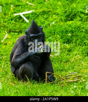 Celebes crested macaque Essen in Nahaufnahme, kritisch bedrohte Tierart aus dem tangkoko finden von Sulawesi Stockfoto