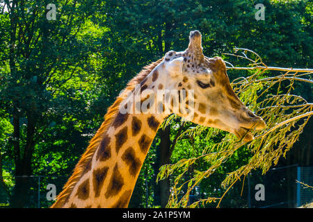 Der Rothschild Giraffe essen Blätter von einem Ast in Nahaufnahme, zoo Fütterung, gefährdete Tierart aus Afrika Stockfoto