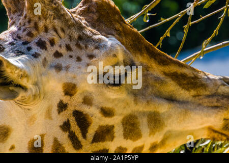 Kopf der Rothschild Giraffe in Nahaufnahme, gefährdete Tierart aus Afrika Stockfoto