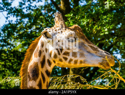 Nahaufnahme der Rothschild Giraffe Kopf Blätter essen von einem Ast, gefährdete Tierart aus Afrika Stockfoto