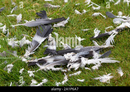 Schwarze und weiße Federn auf Wiese gefunden. Magpie Federn von Opfer von einem Raubtier gezupft. Über Gras in einem abgelegenen Bereich höher eine Bank verstreut. Stockfoto