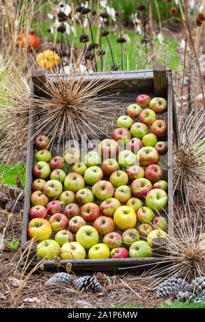 Äpfel geerntet und verbrachte Allium schubertii Blume Samenköpfe auf Anzeige an der RHS Wisley flower show. Surrey, England Stockfoto