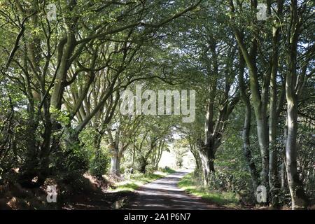 Straße durch Arcade von Bäumen Stockfoto