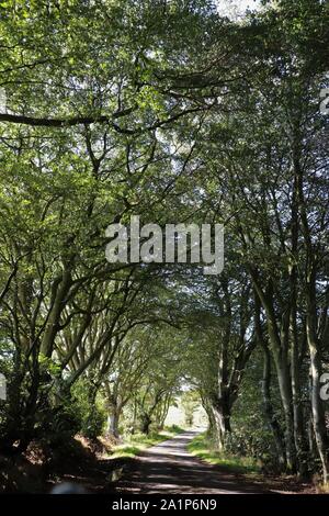 Straße durch Arcade von Bäumen Stockfoto