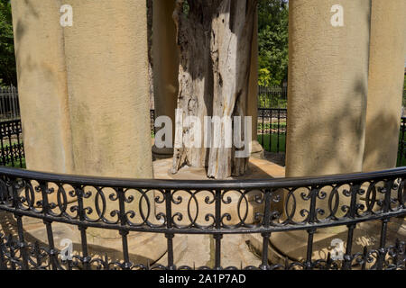 Die legendären Baum des Guernica, Symbol; der baskischen Kultur und Geschichte in Guernica (Gernika), Baskenland, Euskadi, Spanien Stockfoto